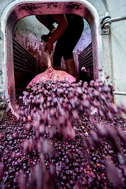 Shovelling grapes