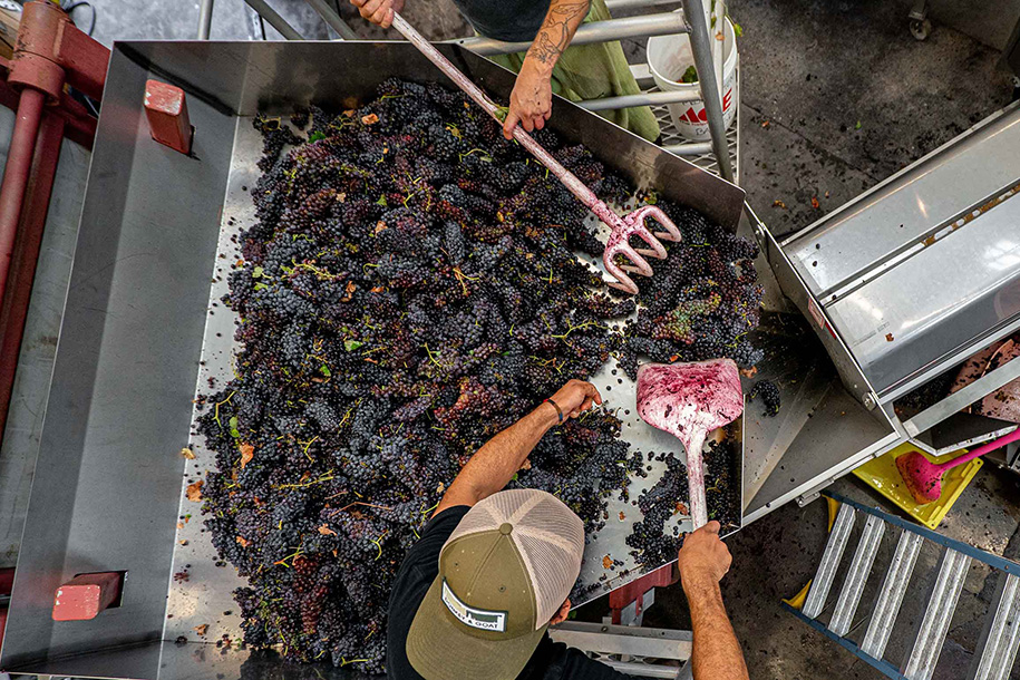 Harvest crew members working with grapes